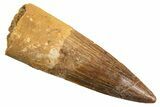 Fossil Spinosaurus Tooth - Real Dinosaur Tooth #344356-1